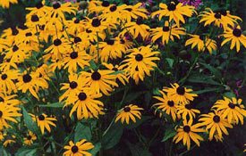 Black-eyed Susans