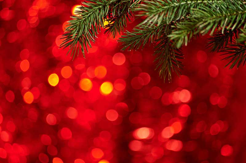 christmas tree photography